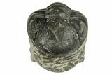 Wide, Enrolled Austerops Trilobite - Morocco #224243-3